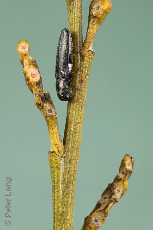 Synechocera setosa, PL4124, male, on Exocarpos sparteus, SE, 4.7 × 1.4 mm